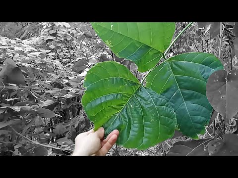 Identifying Nitrogen fixers in the Wild for Agroforestry Uses