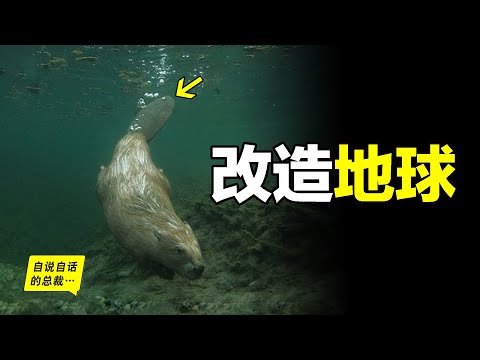 How Do Beavers Change The Earth?Almost Extincted 200 Years Ago,But Engineers Indeed...