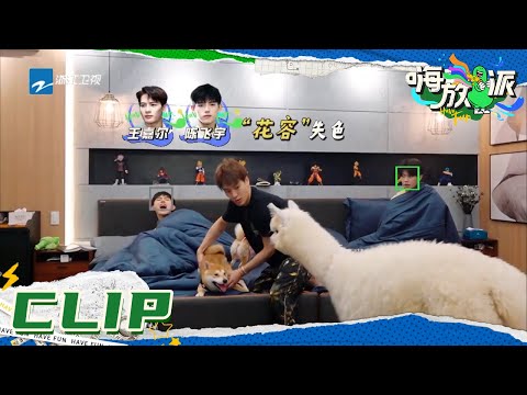 王嘉尔 & 陈飞宇被羊驼吓出痛苦面具 四处寻找躲藏之处《嗨放派》Have Fun EP3花絮 20210828 [浙江卫视官方HD]