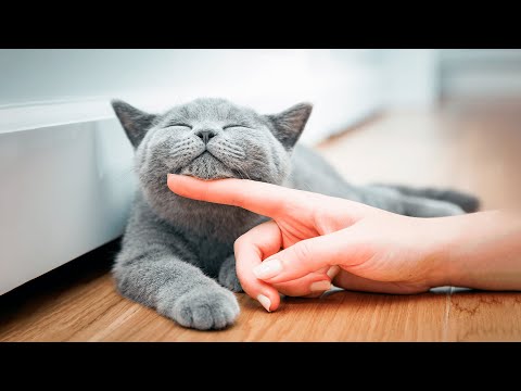 Как Заслужить Доверие и Любовь Кошки? Как подружиться с кошкой?