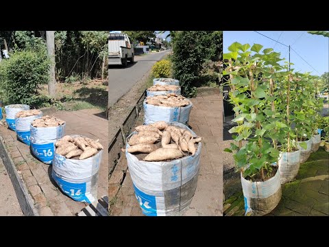 cara menanam ubi jalar dari benih sampai panen || how to grow sweet potatoes from seed to harvest