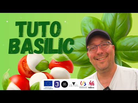 Tuto BASILIC - Comment planter et réussir votre BASILIC facilement !