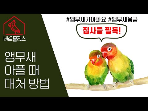 앵무새가 아플 때 대처하는 기본적인 방법