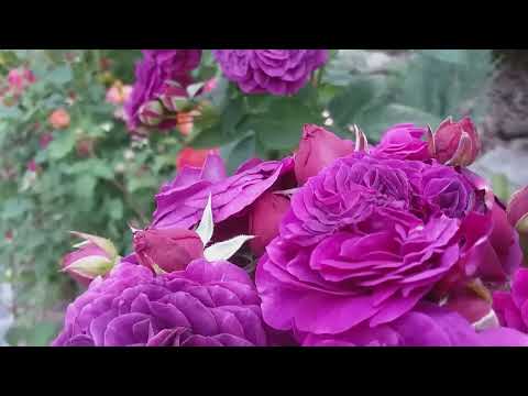 РОЗЫ. МАГИЯ КРАСОТЫ. Лето 2025