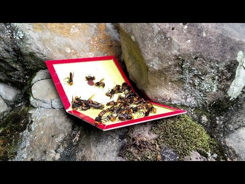 Capturing Japanese giant hornets with a glue sheet