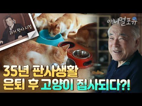 법 위에 고양이 있다?! 35년동안 판사생활 접고 고양이 10마리 집사생활 시작한 배경은?! 🐱🌱 ㅣ 아버지의 정원 ㅣ KBS 다큐 인사이트 210506 방송