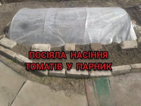 HOW AND WHEN DO I SEED TOMATO SEEDS IN A GREENHOUSE UNDER A FILM. KRYVY RIGH MARCH 22, 2025 !!?