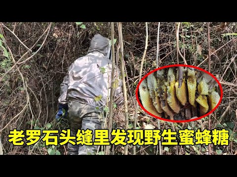 老罗在石头缝里面发现一窝野生蜜蜂糖，带大家一起取蜜糖~【侗家老罗】
