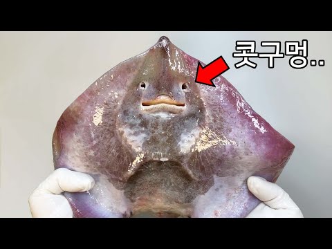 당신이 가오리에서 보지 못한 것들 – 가오리(홍어) 해부