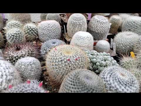 Cacti. Visiting a cactus friend. Cactus collection.