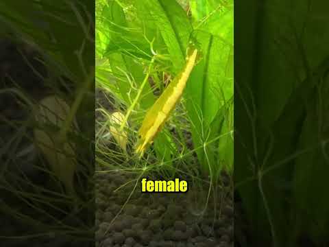 I found my Shrimp doing this...