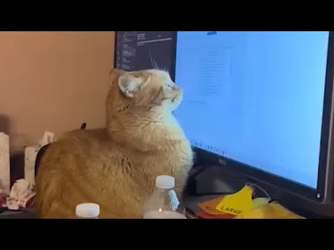 TRY NOT TO LAUGH   30 MINS of FUNNY CATS   PART 4