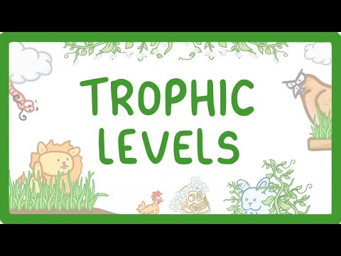 GCSE Biology - Trophic Levels - Producers, Consumers, Herbivores & Carnivores (2026/27 exams)