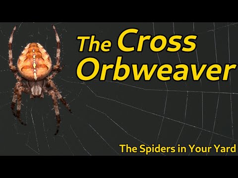 The Cross Orb Weaver - The Spiders in Your Yard