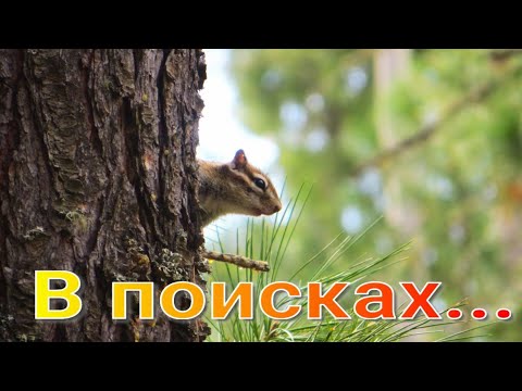 Several days in the taiga searching for a bear, lost dogs, they were stopped by a river, a marath...