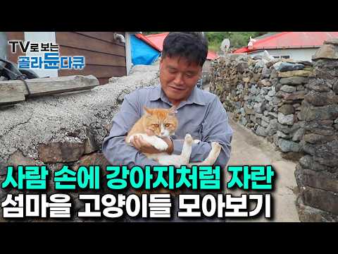 따로 정해진 주인은 없다.｜마을 주민들 손에 자라 강아지 같이 애교 많은 신기한 섬마을 고양이들 모아보기｜한국기행｜#골라듄다큐