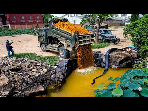 Start Huge Project! Bulldozer D31PX  Push Stone, Dump Truck Unloads Dirt To Delete Flooded Deep Pond