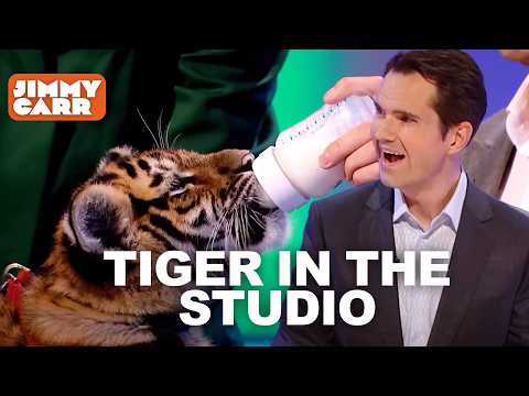 The Tiger That Came to the Studio & More Funny Clips | 8 Out of 10 Cats | Jimmy Carr