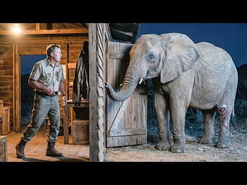 Pregnant Elephant Knocks on Ranger's Door Begging for Help | Animal Rescue Short Film