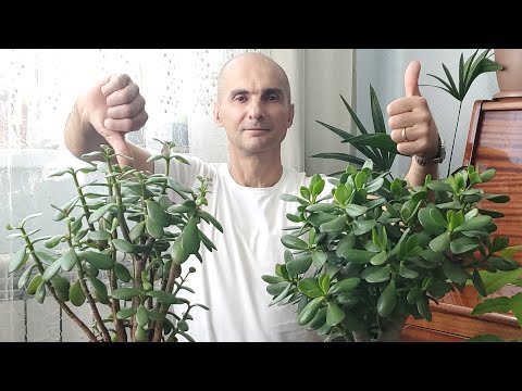Основные ошибки при уходе за Крассулой | Толстянка | Денежное Дерево