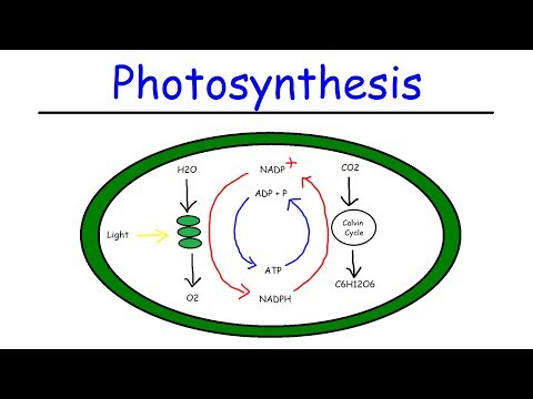Photosynthesis - Light Dependent Reactions and the Calvin Cycle
