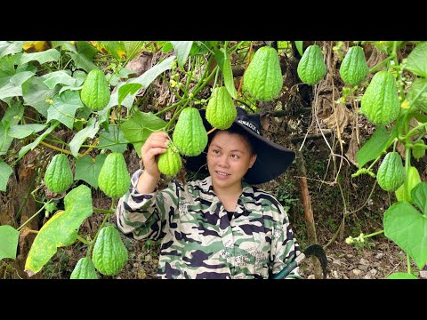 picked some mirliton and chestnuts today今天摘些佛手瓜再撿些板栗，回家簡單做一餐好吃的