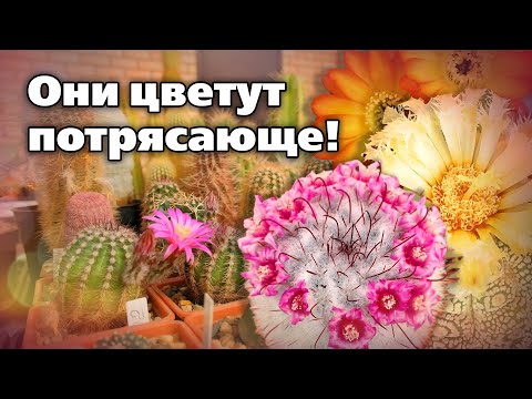 Коллекционные сорта и виды кактусов Советы по выращиванию