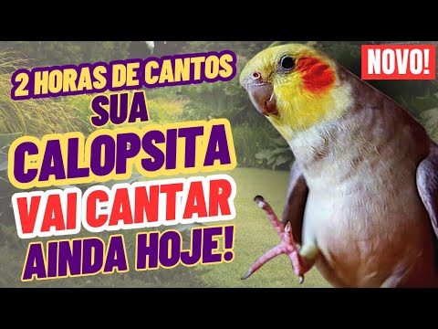 2 Horas de CANTO DE CALOPSITA para ESTIMULAR sua CALOPSITA A CANTAR. CANTO NATURAL DE CALOPSITA
