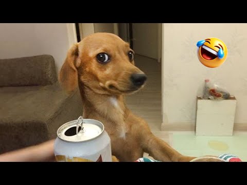 The Funniest Cat and Dog Fails of 2025 | Best Cute Puppies and Kittens Compilation 😂