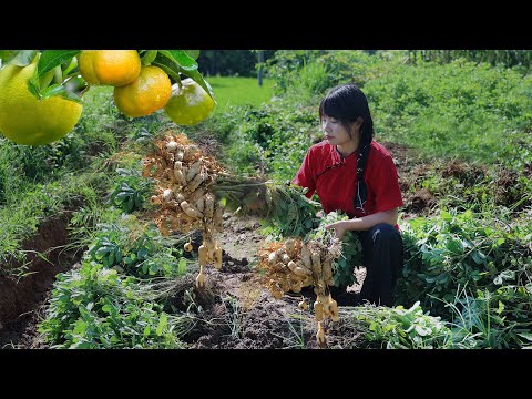 【二米炊烟】Sunflower Seeds & Peanuts 最神奇特殊的堅果 🌻向日葵和落花生🥜