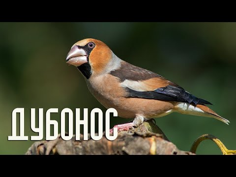 Grosbeak life - Documentary about the hawfinch - Birds of Russia - Movie 49 (Coccothraustes)