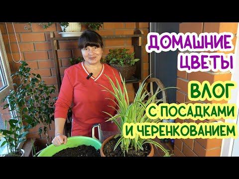 Домашние цветы - КРАСОТА или БАРДАК? Как я избавилась от всех цветов разом и сейчас завожу по новой.