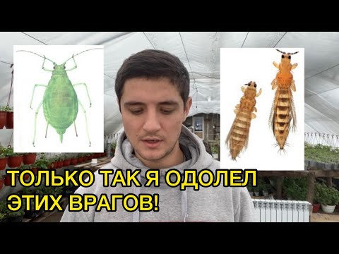 Трипс, тля, белокрылка не устоят от такой схемы борьбы с ними!