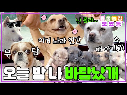 [#모았동물농장] 동에 번쩍 서에 번쩍✨ 그녀가 있는 곳은 어디든 간다개!💕 사랑밖에 모르는 강아지 모음집 #TV동물농장 #AnimalFarm #sbsstory