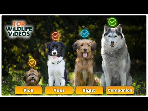 The Right Companion - TOP WILDLIFE