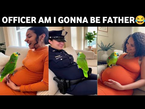 🦜Mommy Why Does Your Belly Look Like a Balloon? 😂 | Funny Parrot Video