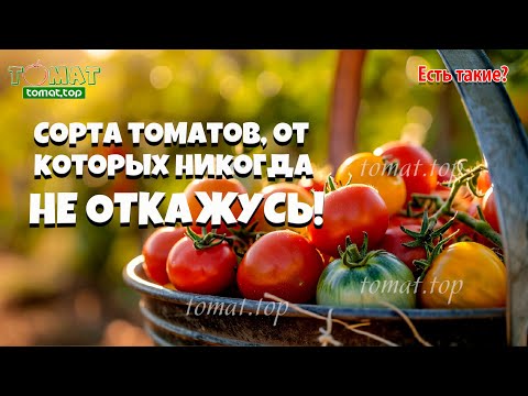 Сорта томатов, от которых никогда НЕ ОТКАЖУСЬ! Выращиваю эти сорта каждый сезон! Есть ли такие?