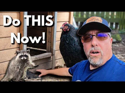 3 Proven Techniques To Keep Your Chickens Safe From Predators (Watch This)