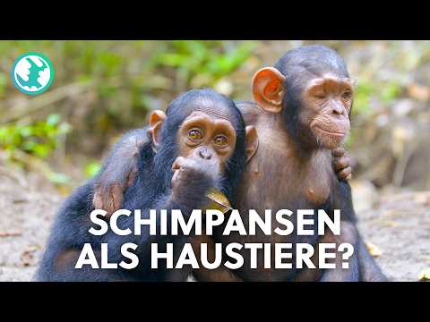 1,5h Schimpansen im Kongo - Menschlicher als gedacht? | Doku