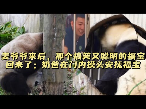 2025.12.6姜爷爷看过福宝后，那个搞笑又聪明的福宝回来了，面对奶爸的摸头安抚好开心#panda #大熊猫 #福宝 #福宝和爷爷 #fubao
