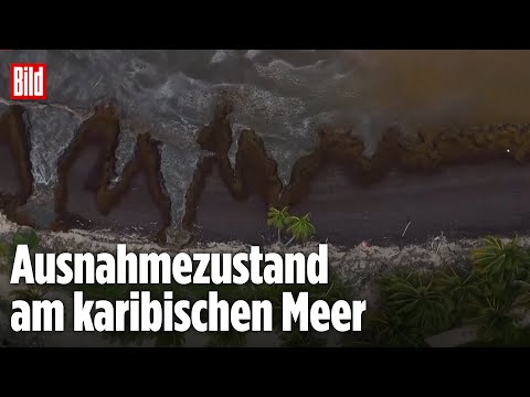 Todesteppich zerstört Traumstrand
