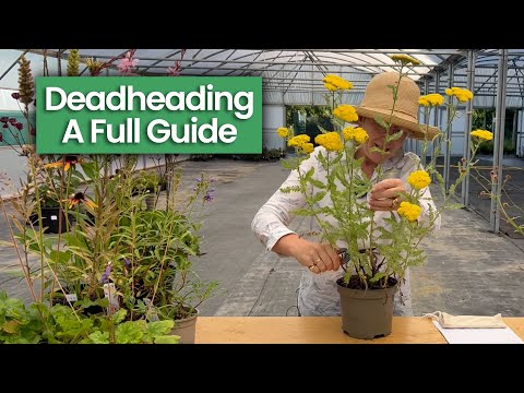 A Guide To Deadheading Plants: What You Should Be Doing For Repeat Flowering