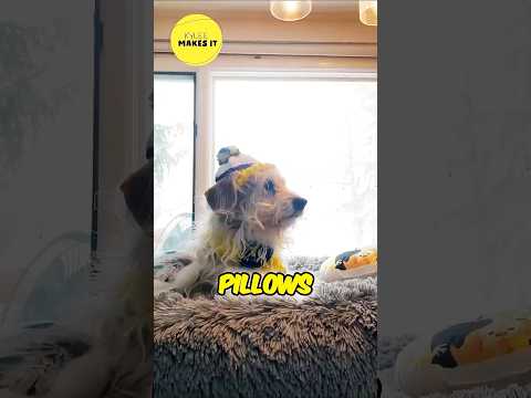 I Made My Dog a Hat! Get Comfy with Kylee Makes It