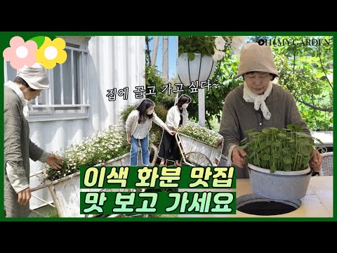 화춘 씨의 낭만 정원 exotic flowerpot garden | 정원의 발견 Wonders of Garden | KBS제주 20210521 방송