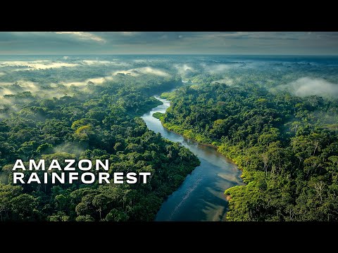 AMAZON RAINFOREST: The Most Biodiverse Place on Earth | 4K Travel Documentary