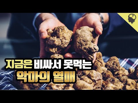 악마의 열매에서 고급 식재료가 된  '트러플' 이야기
