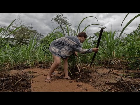 ອອກເບິ່ງສວນອ້ອຍເຂົ້າປ່າຫາກິນຄົນດຽວ//ออกดูสวนอ้อยเข้าป่าหากินคนเดียว