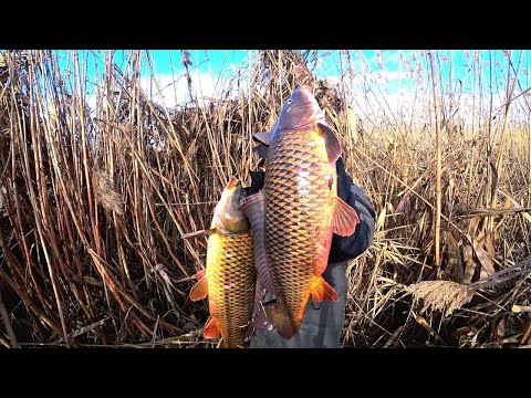 HUGE CARPLES IN THE REEDS. WILD BIT! WINTER FISHING ON LIQUID WATER WITH AN OVERNIGHT IN A TENT