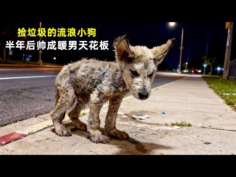 路边捡垃圾的流浪小狗，被小姐姐带回家，半年后帅成暖男天花板