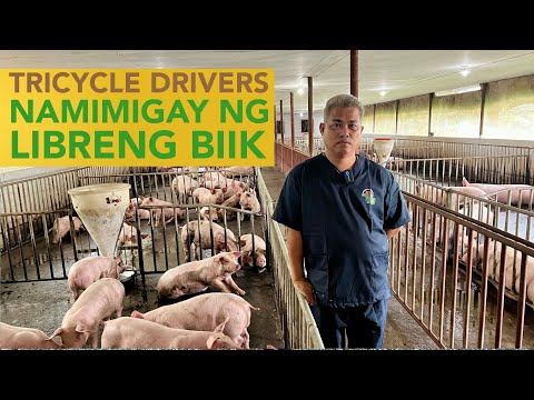 Dati ang Kita ay sa Pasada ng Tricycle lang, Ngayon Kumikita pa sa Pag-aalaga ng Baboy!